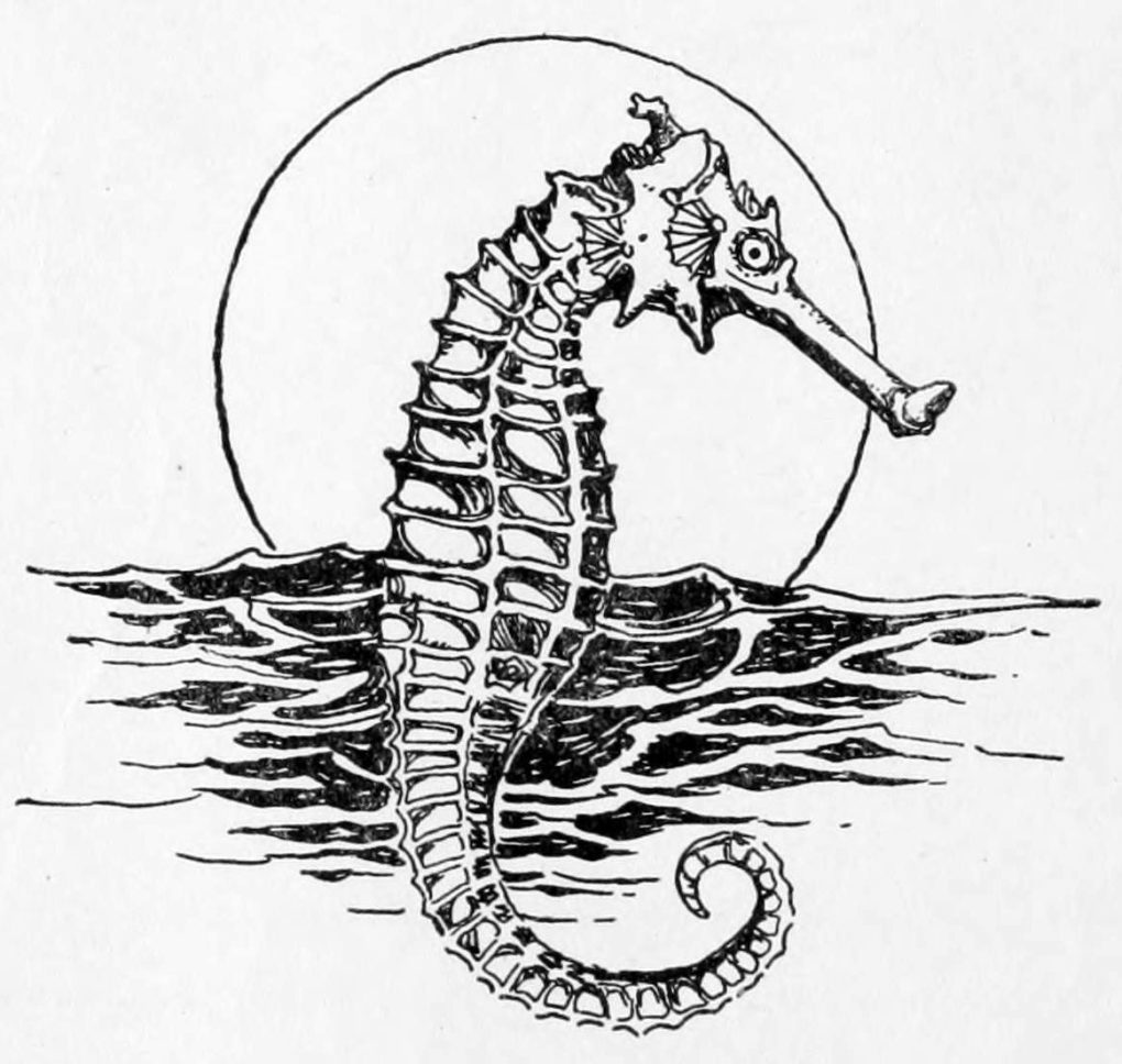 seahorse